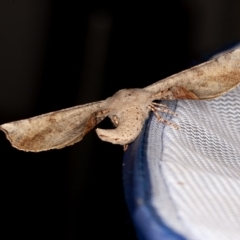 Circopetes obtusata at Nowra Hill, NSW - suppressed