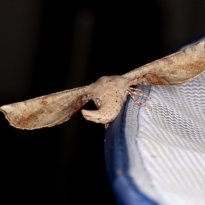 Circopetes obtusata at Nowra Hill, NSW - suppressed