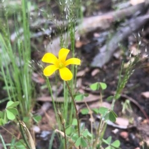 Oxalis sp. at Bruce, ACT - 17 Oct 2020