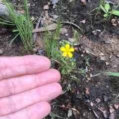 Oxalis sp. at Bruce, ACT - 17 Oct 2020