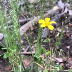 Oxalis sp. at Bruce, ACT - 17 Oct 2020