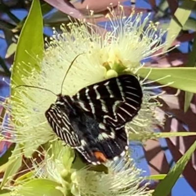 Comocrus behri (Mistletoe Day Moth) at Black Range, NSW - 19 Oct 2020 by StephH