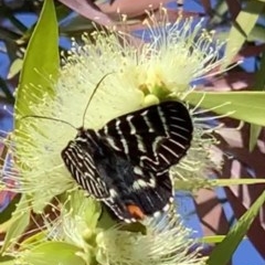 Comocrus behri (Mistletoe Day Moth) at Black Range, NSW - 19 Oct 2020 by Steph H