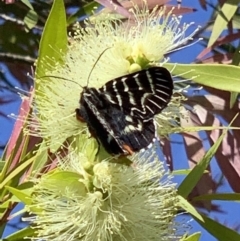 Comocrus behri at Black Range, NSW - 19 Oct 2020