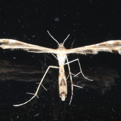 Sphenarches anisodactylus (Geranium Plume Moth) at Lilli Pilli, NSW - 5 Oct 2020 by jbromilow50