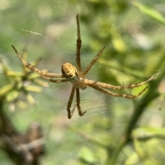 Argiope keyserlingi (St Andrew's Cross Spider) at Black Range, NSW - 19 Oct 2020 by Steph H