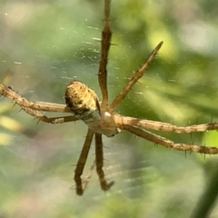 Argiope keyserlingi at Black Range, NSW - 19 Oct 2020