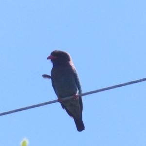 Eurystomus orientalis at Black Range, NSW - 19 Oct 2020