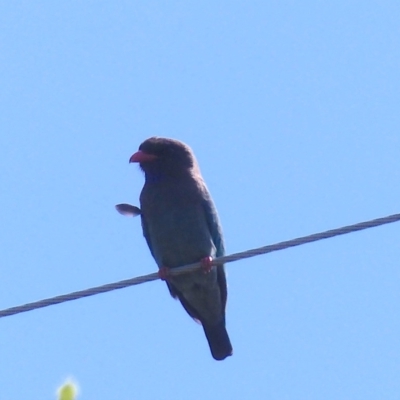 Eurystomus orientalis (Dollarbird) at Black Range, NSW - 19 Oct 2020 by MatthewHiggins