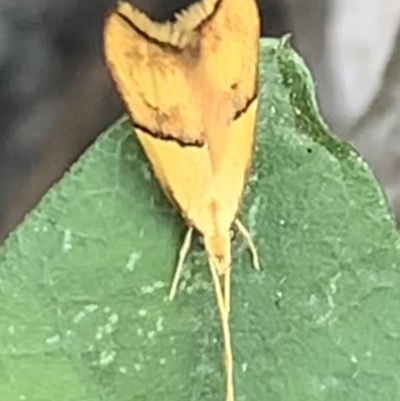 Crocanthes glycina (Crocanthes glycina) at Black Range, NSW - 19 Oct 2020 by Steph H