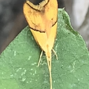 Crocanthes glycina at Black Range, NSW - 19 Oct 2020