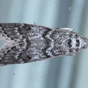 Heteromicta pachytera at Lilli Pilli, NSW - 5 Oct 2020