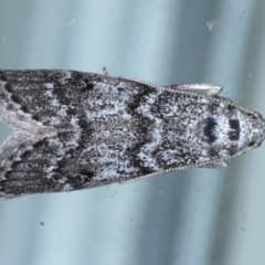 Heteromicta pachytera (Galleriinae subfamily moth) at Lilli Pilli, NSW - 5 Oct 2020 by jbromilow50