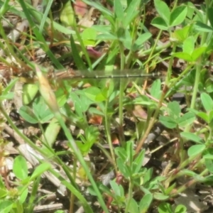 Xanthagrion erythroneurum at Holt, ACT - 17 Oct 2020