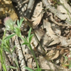 Xanthagrion erythroneurum at Holt, ACT - 17 Oct 2020