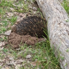 Tachyglossus aculeatus (Short-beaked Echidna) at Red Light Hill Reserve - 19 Oct 2020 by ChrisAllen