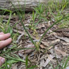 Lomandra filiformis subsp. filiformis (Wattle Matrush) at Red Light Hill Reserve - 19 Oct 2020 by ChrisAllen