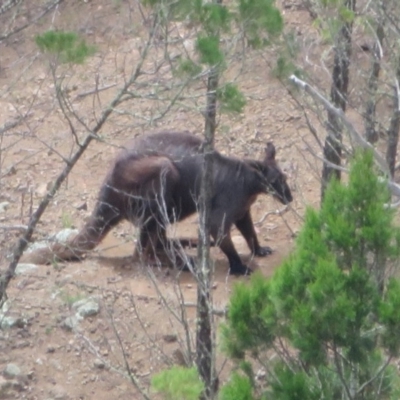 Osphranter robustus robustus (Eastern Wallaroo) at Holt, ACT - 17 Oct 2020 by Christine