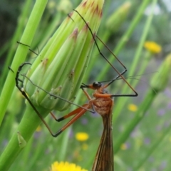 Harpobittacus australis (Hangingfly) at Woodstock Nature Reserve - 17 Oct 2020 by Christine