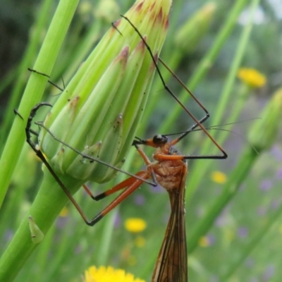 Harpobittacus australis (Hangingfly) at Holt, ACT - 17 Oct 2020 by Christine