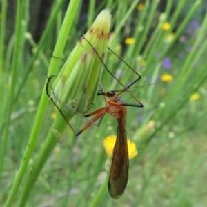 Harpobittacus australis at Holt, ACT - 17 Oct 2020