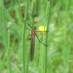 Harpobittacus australis at Holt, ACT - 17 Oct 2020