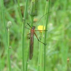 Harpobittacus australis at Holt, ACT - 17 Oct 2020