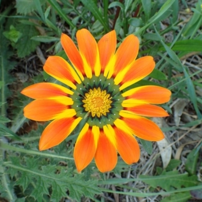 Gazania rigens (Treasure Flower) at Franklin, ACT - 18 Oct 2020 by RWPurdie