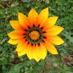 Gazania rigens at Franklin, ACT - 19 Oct 2020 05:52 AM