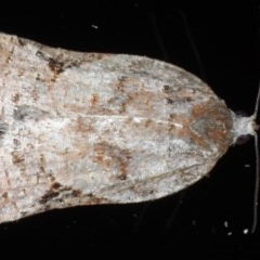 Meritastis ursina (A Tortricid moth) at Lilli Pilli, NSW - 5 Oct 2020 by jbromilow50
