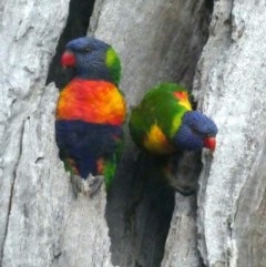 Trichoglossus moluccanus (Rainbow Lorikeet) at Garran, ACT - 18 Oct 2020 by AdventureGirl