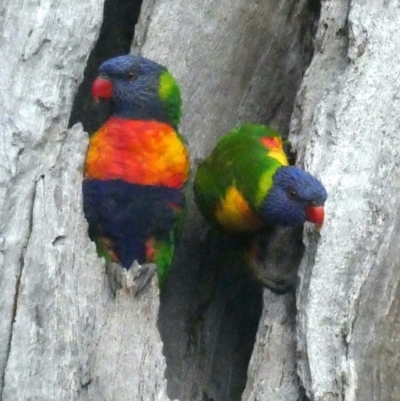 Trichoglossus moluccanus (Rainbow Lorikeet) at Garran, ACT - 18 Oct 2020 by AdventureGirl