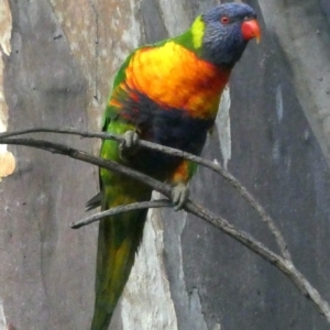 Trichoglossus moluccanus at Garran, ACT - 18 Oct 2020