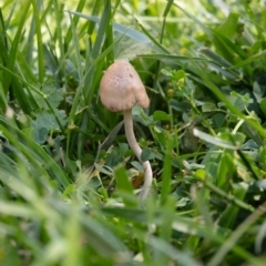 Panaeolus sp. (Panaeolus) at Hackett, ACT - 19 Oct 2020 by Boagshoags