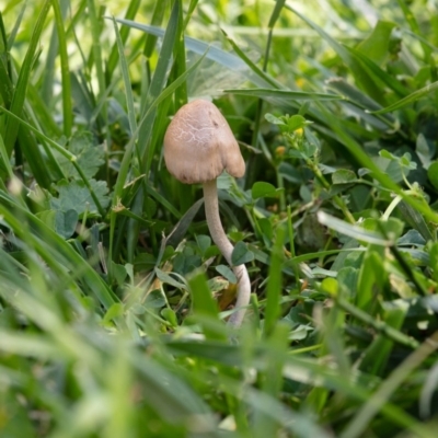 Panaeolus sp. (Panaeolus) at Hackett, ACT - 19 Oct 2020 by Boagshoags