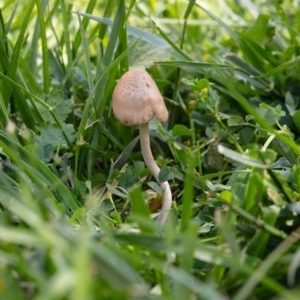 Panaeolus sp. at Hackett, ACT - 19 Oct 2020