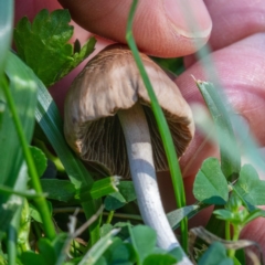 Panaeolus sp. at Hackett, ACT - 19 Oct 2020