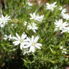 Stellaria pungens (Prickly Starwort) at Black Mountain - 18 Oct 2020 by RWPurdie