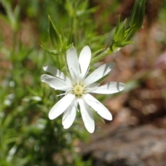 Stellaria pungens at Watson, ACT - 19 Oct 2020