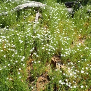 Stellaria pungens at Watson, ACT - 19 Oct 2020