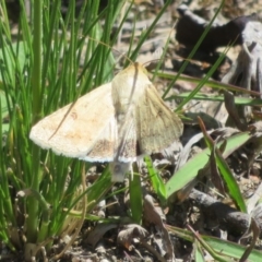 Helicoverpa (genus) (A bollworm) at Mount Mugga Mugga - 14 Oct 2020 by Christine