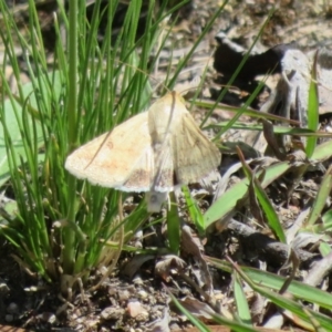 Helicoverpa (genus) at Symonston, ACT - 15 Oct 2020