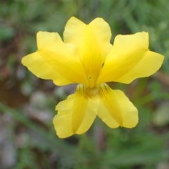 Goodenia pinnatifida (Scrambled Eggs) at Black Mountain - 18 Oct 2020 by RWPurdie