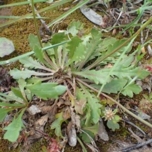 Goodenia pinnatifida at Molonglo Valley, ACT - 19 Oct 2020