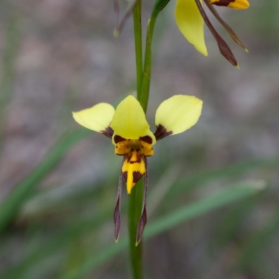 Diuris sulphurea (Tiger Orchid) at Bungendore, NSW - 18 Oct 2020 by SthTallagandaSurvey