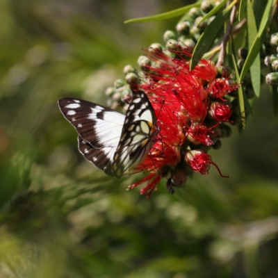 Belenois java (Caper White) at Mawson, ACT - 17 Oct 2020 by Lindell