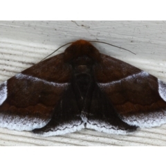 Dysgonia propyrrha (An Erebid moth) at Lilli Pilli, NSW - 4 Oct 2020 by jb2602