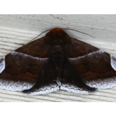 Dysgonia propyrrha (An Erebid moth) at Lilli Pilli, NSW - 4 Oct 2020 by jb2602