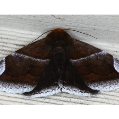 Dysgonia propyrrha (An Erebid moth) at Lilli Pilli, NSW - 4 Oct 2020 by jbromilow50