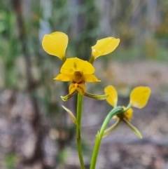 Diuris nigromontana (Black Mountain Leopard Orchid) at Black Mountain - 18 Oct 2020 by RobynHall